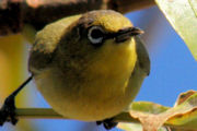Yellow White-eye (Zosterops luteus)